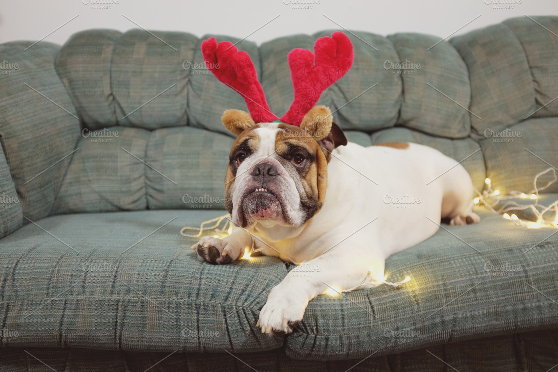 Christmas bulldog stock photo containing christmas holidays and christmas, an Animal Photo by EnjoyLife