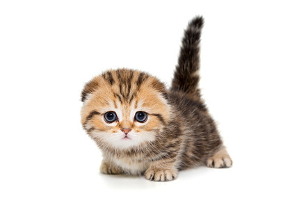 Small Scottish kitten, age 1 month, an Animal Photo by Okssi68