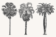 Palm Tree Vector Illustration Bundle, an Illustration by Kusumaillustration (Thumbnail 2 of 15)