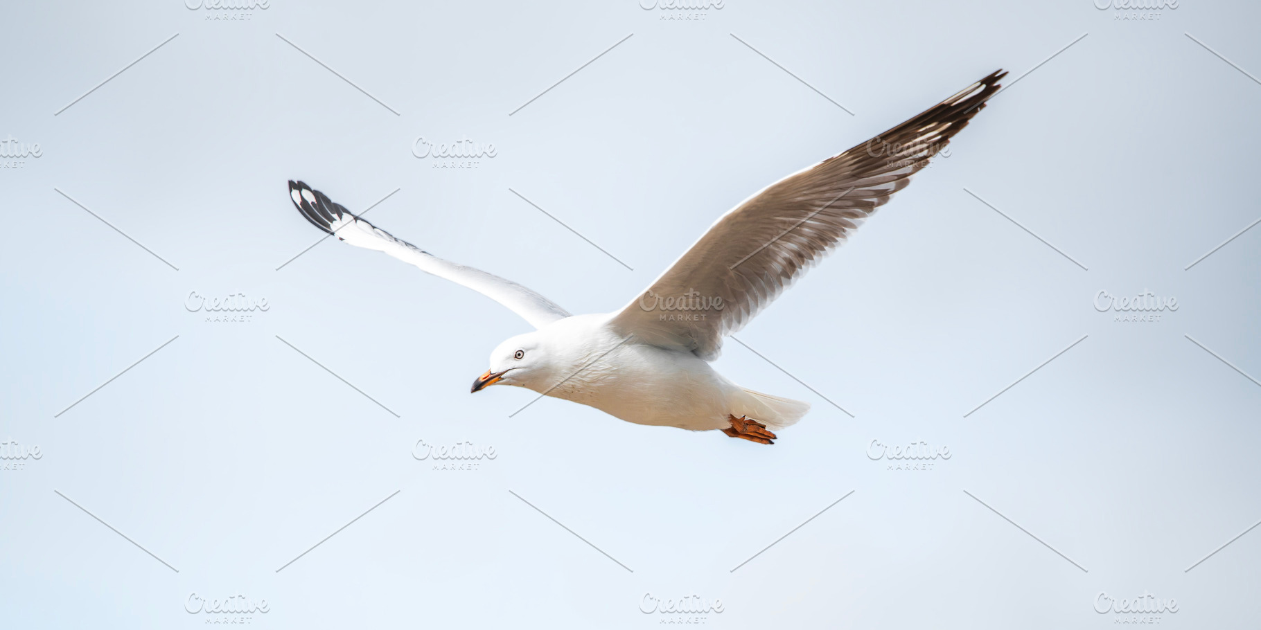 Silver Gull, an Animal Photo by Rob D Animal Photography
