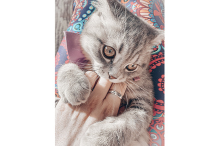 Cute young scottish cat close up, an Animal Photo by TatsianaSalauyova