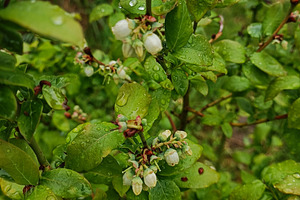 Garden blueberry bush after rain