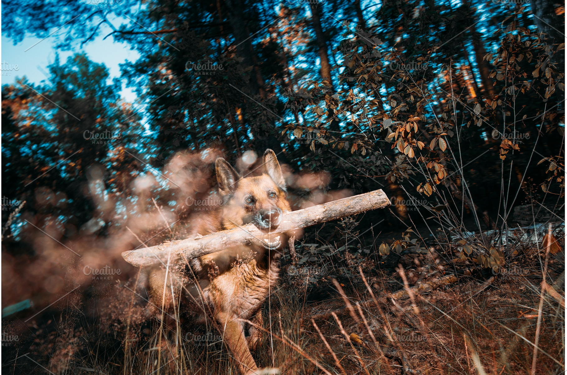 German Shepherd, a carnivorous dog, an Animal Photo by Our Amazing World
