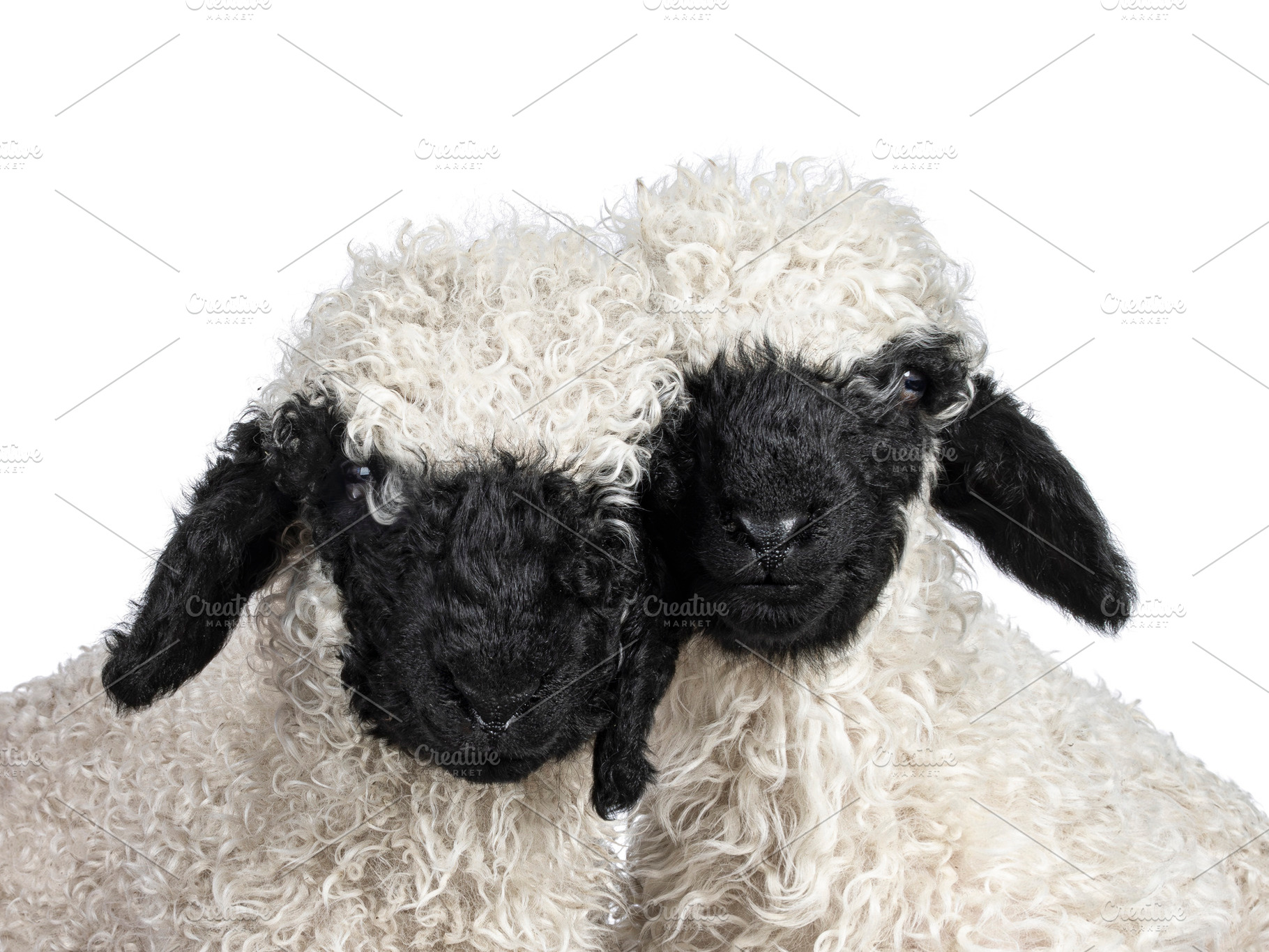 Walliser Schwartznase lambs on white background, an Animal Photo by Cat'chy Images by Nynke
