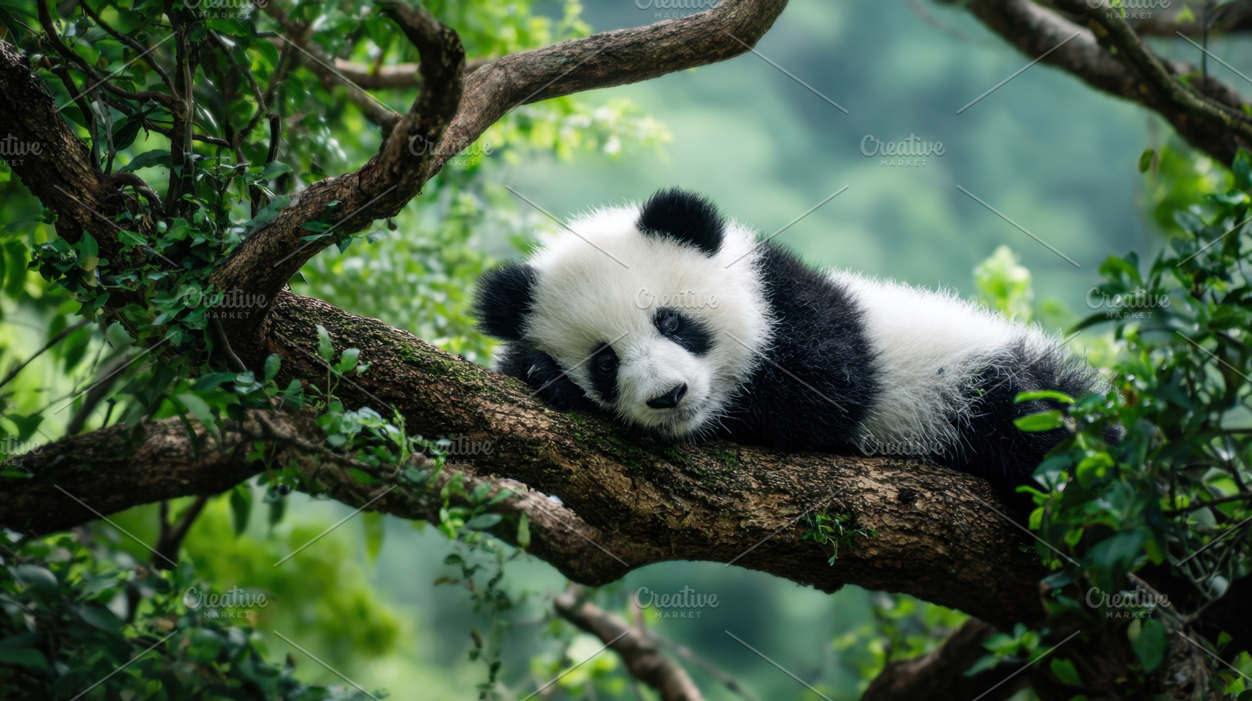 Panda relaxes on a branch, a Photo by Beautiful things