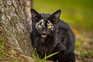 A black cute kitten is yawning and s, an Animal Photo by AlexBush