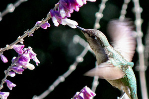 Hummingbird Feeding