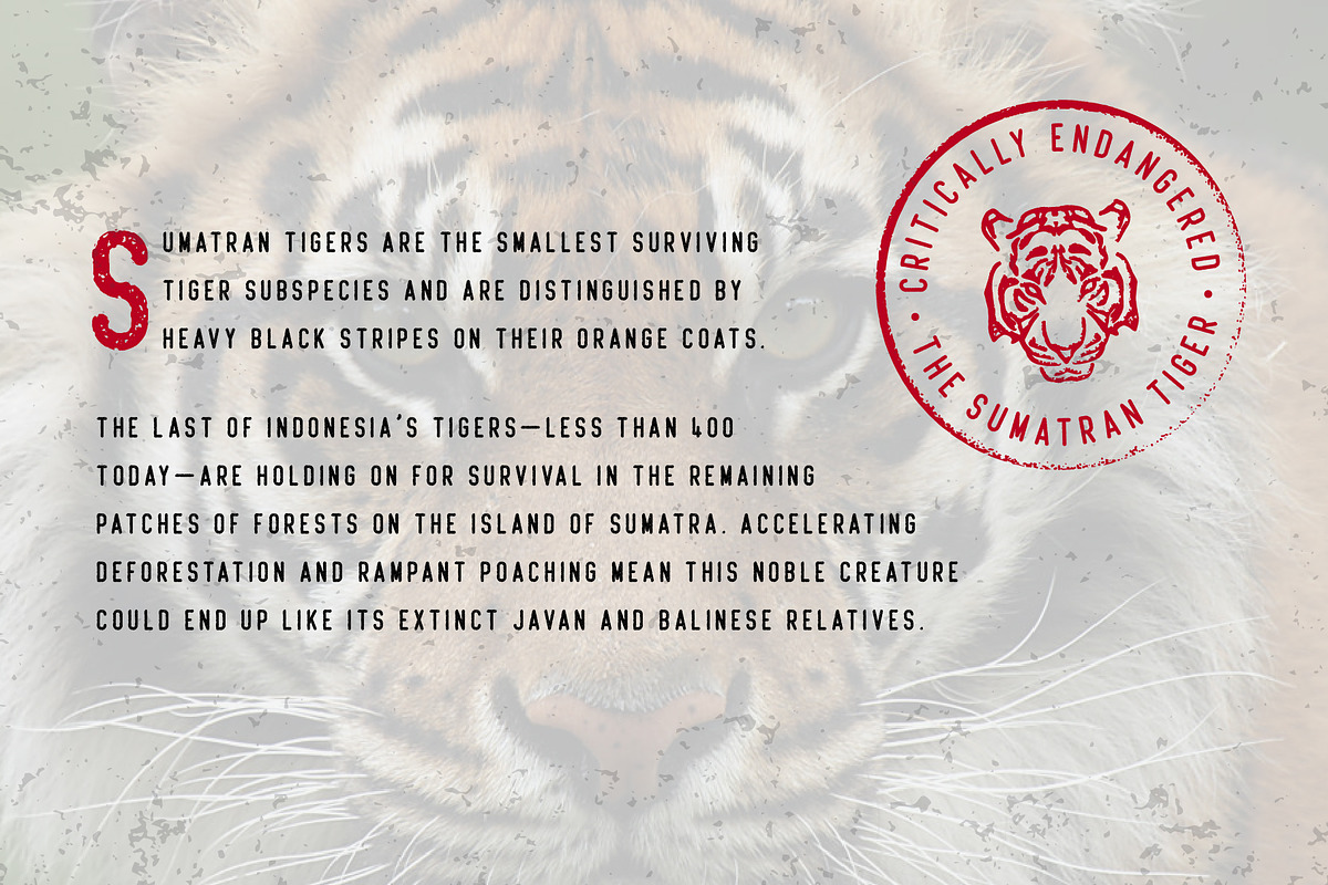 Beatster | With Extra, a Sans Serif Font by MuSan (Photo 5 of 8)