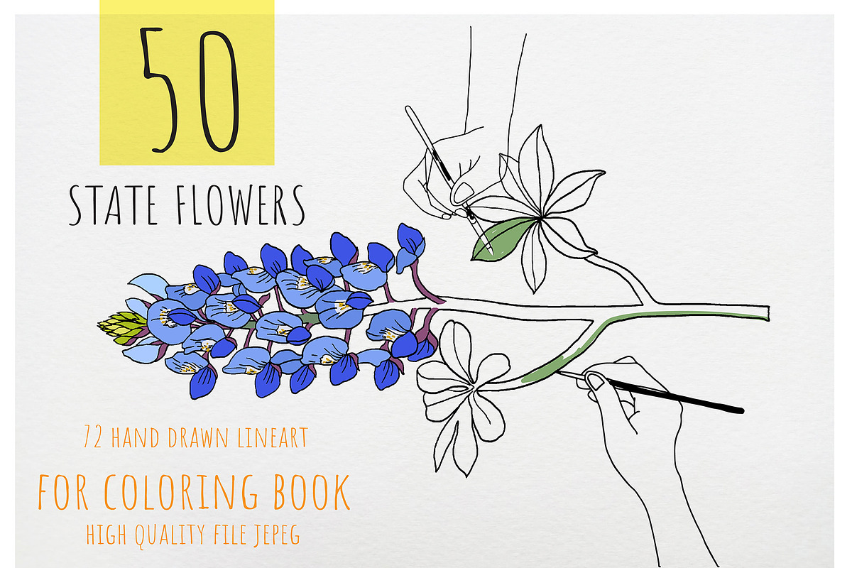 50 State Flowers for Coloring books, a Graphic by Hanatist Studio (Photo 2 of 8)