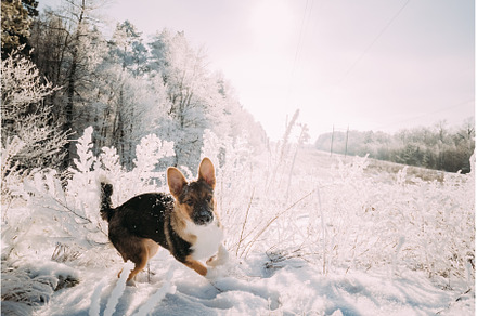 Puppy Of Mixed Breed Dog Playing In, an Animal Photo by Our Amazing World