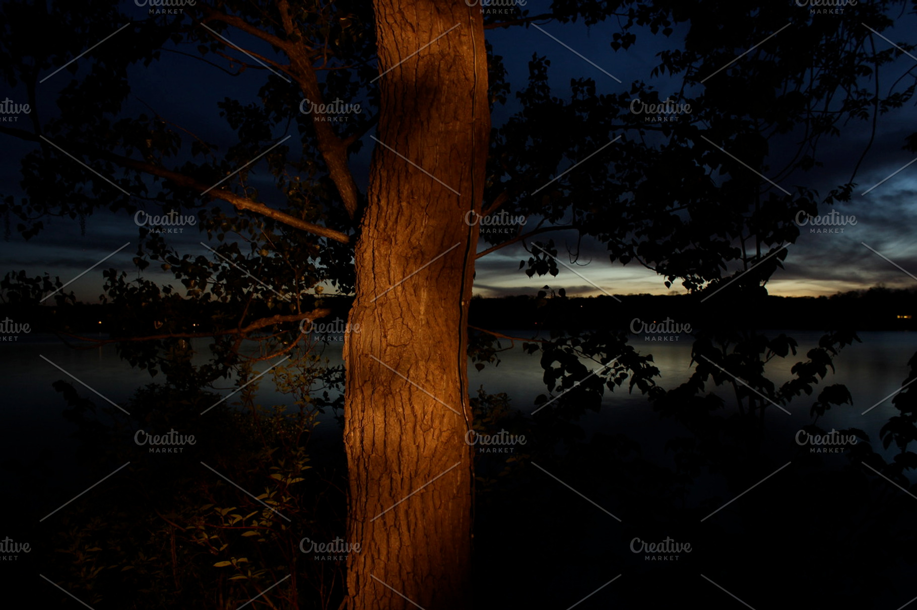 Light Painting Tree