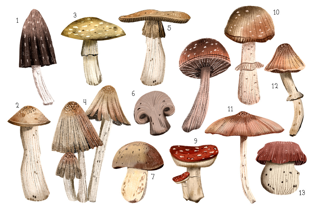 mushrooms clip art hand drawing, a Food Illustration by Cocoa studio by Eliza M (Photo 2 of 4)