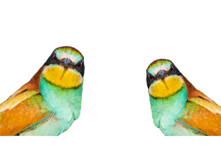 beautiful birds interesting looks, an Animal Photo by Pakosta