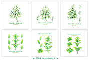 30% Off! Fruits + Vegetables + Herbs, a Food Illustration by Evgeniia Zagreeva (Thumbnail 12 of 12)