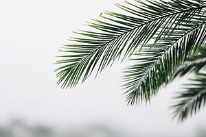 Green palm leaves with raindrops, a Nature Photo by MistyDay