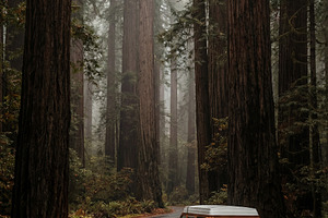 Vintage camper van on misty redwood, a Holiday Photo by Virgo Studio
