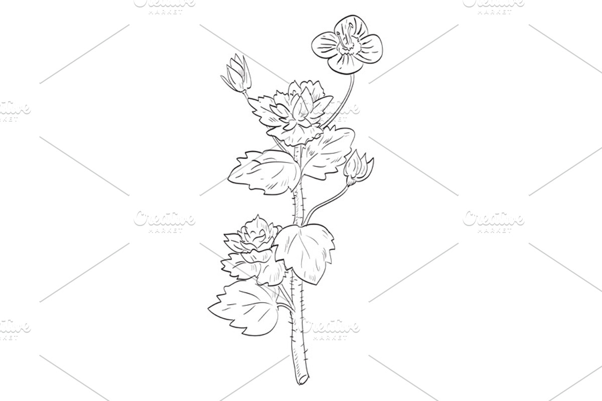 Persian Speedwell Wild Plant Drawing, an Object Illustration by patrimonio (Photo 1 of 3)