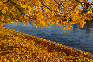 A serene riverside scene in autumn, featuring vibrant yellow leaves on trees an, a Nature Photo by Textures & Backgrounds