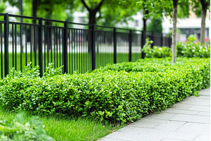 Lush green hedge by black fence in, a Nature Photo by Lermont51