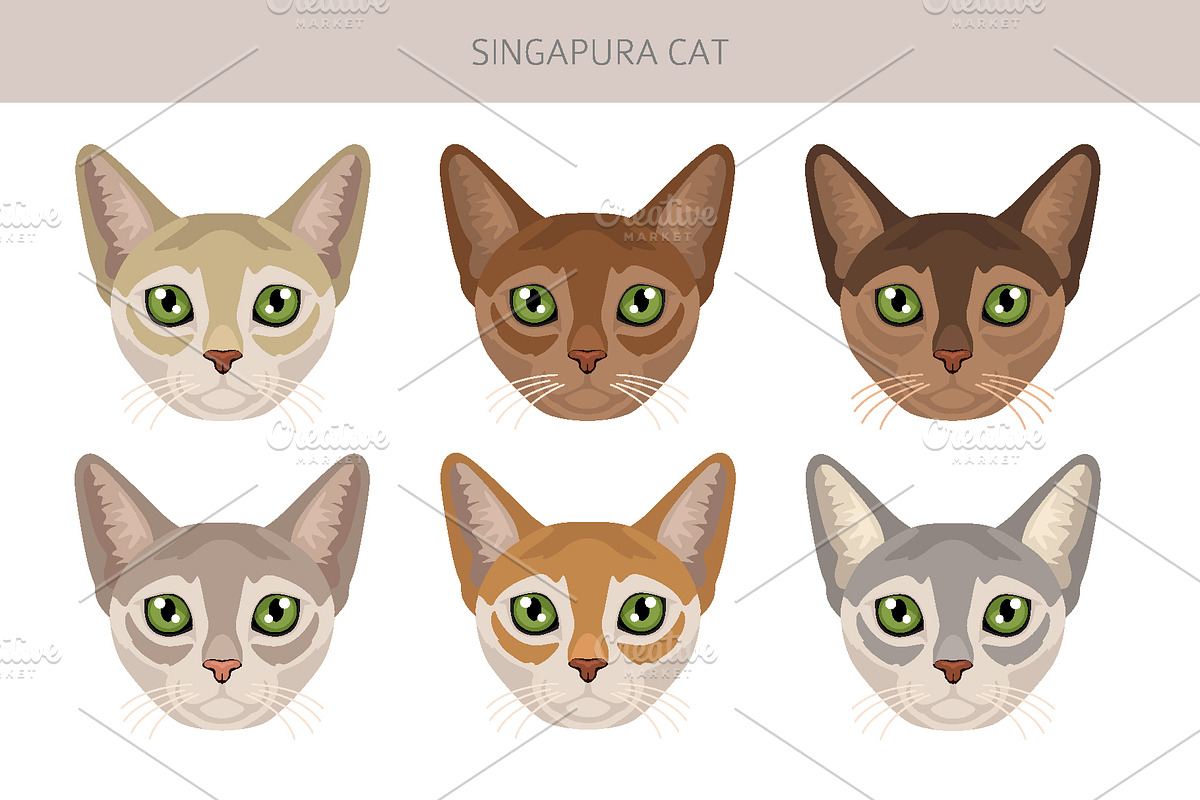 Singapura cat, an Animal Illustration by pet design shop (Photo 5 of 6)