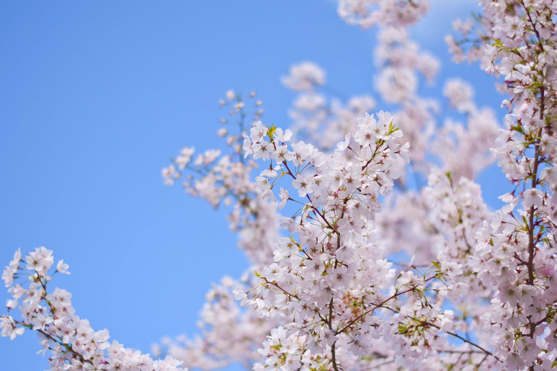 Cherry Blossoms on Blue, a Photo by larkstudios