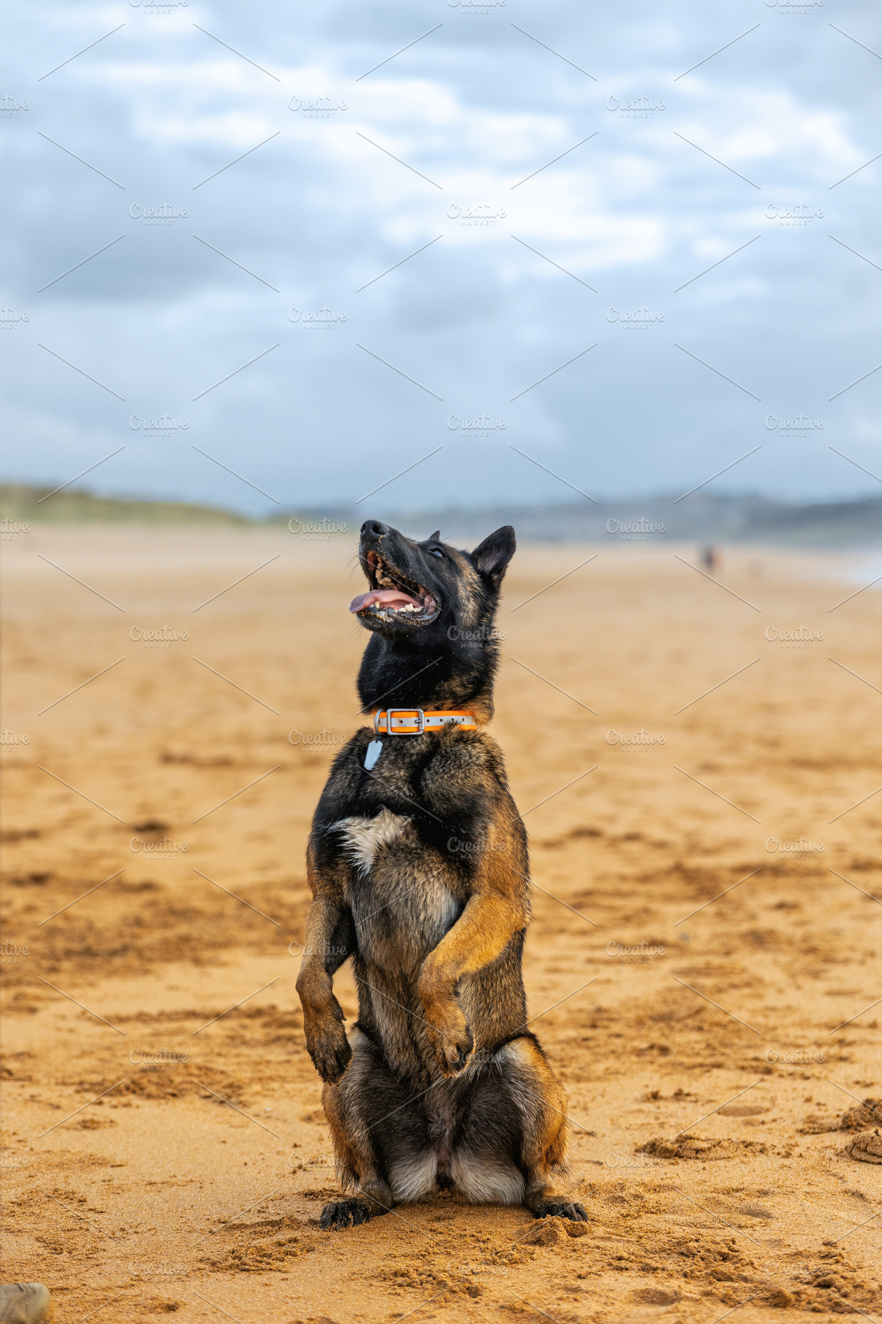 Trained Belgian Malinois sitting on, a Nature Photo by Perpis