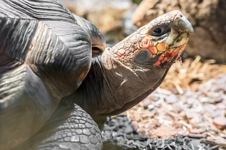 Red-footed tortoise, an Animal Photo by KYNA STUDIO