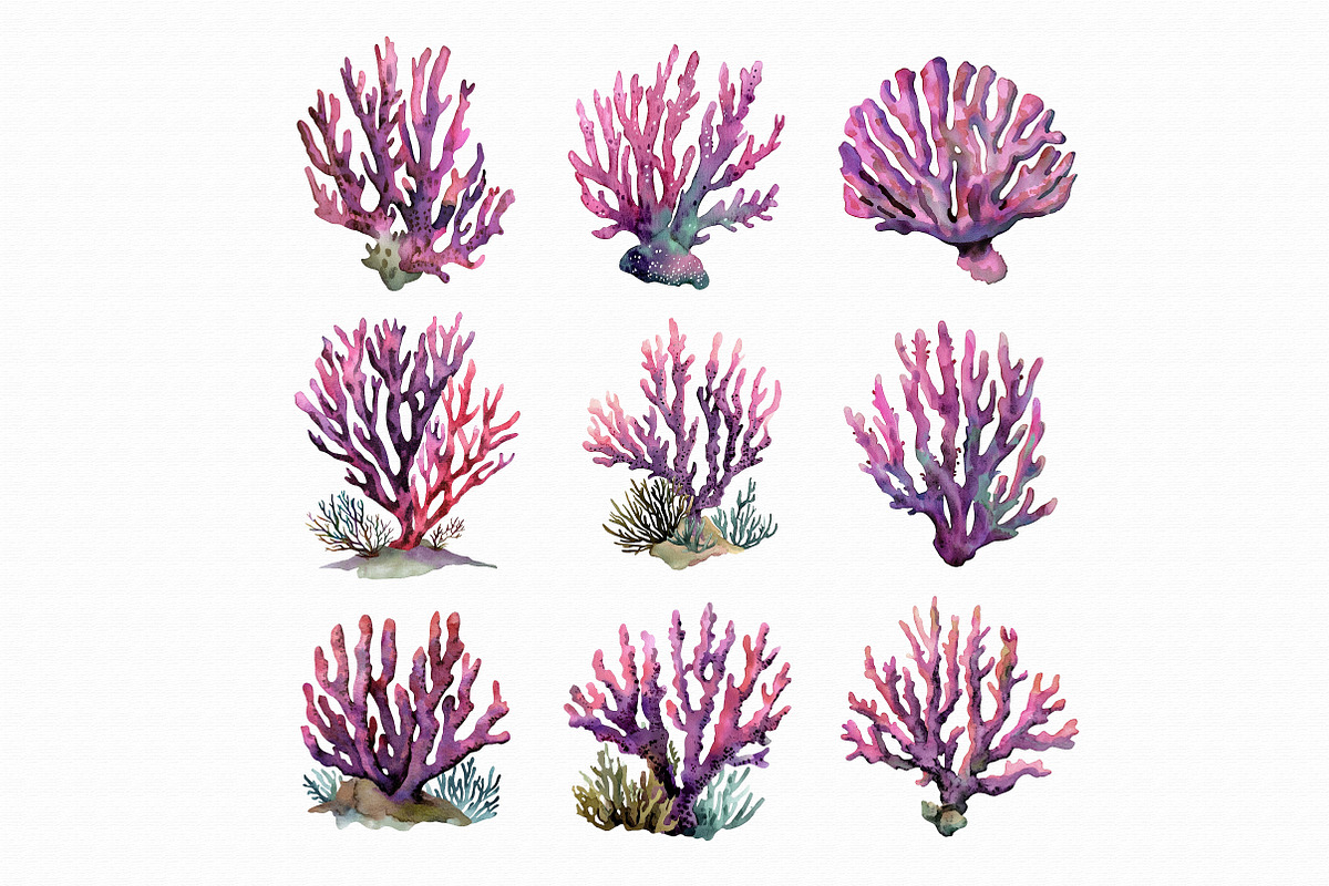 Watercolor Coral Clipart, an Illustration by Libby Wishes (Photo 4 of 5)