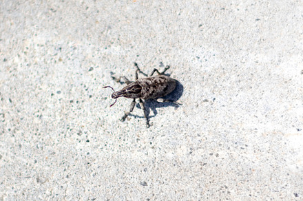 Large pine weevil - Hylobius abietis, an Animal Photo by Schreibikus