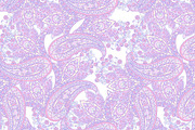 6 Fabric paisley patterns, a Pattern Graphic by antalogiya (Thumbnail 3 of 7)