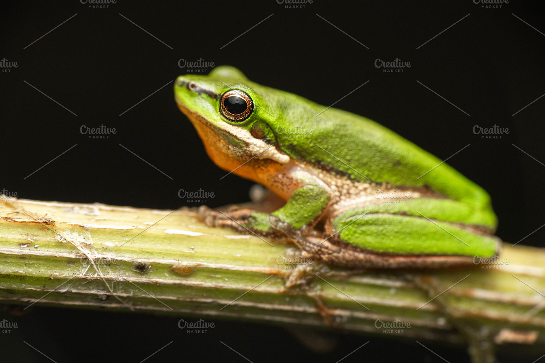 Eastern Dwarf Tree Frog, an Animal Photo by Rob D Animal Photography