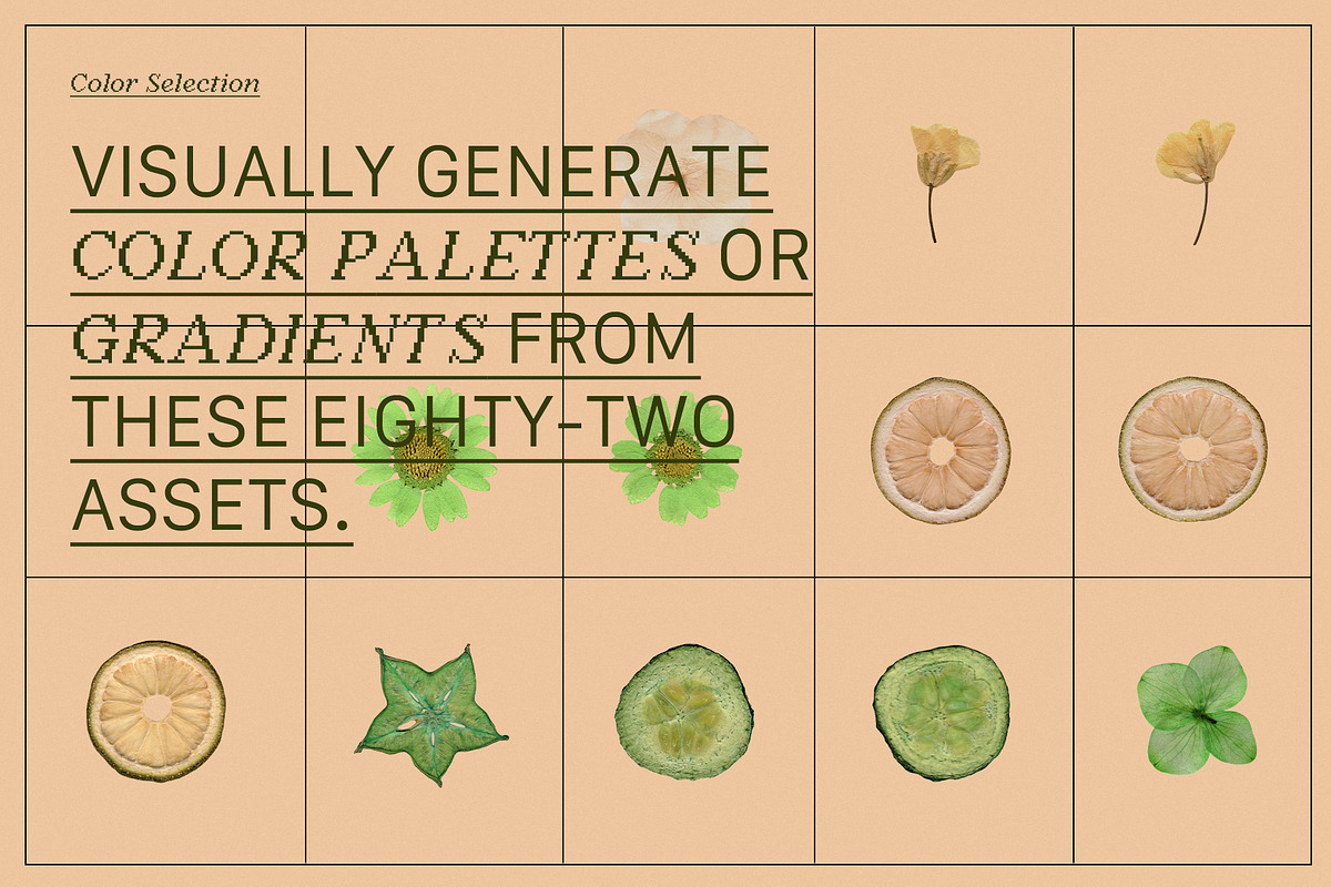 PRESSED BOTANY Floral & Fruit Cutout, an Object Graphic by Desert Poetic (Photo 8 of 10)