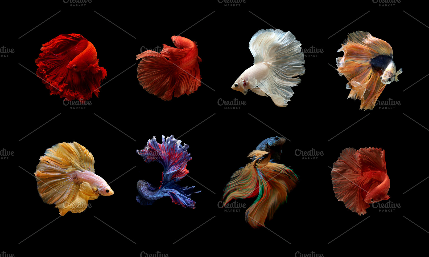 Siamese betta fish stock photo containing betta fish and betta, an Animal Photo by coffeelover