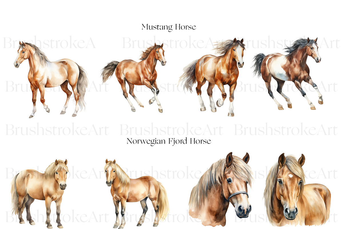 Horse Breeds Clipart, Appaloosa PNG, an Animal Illustration by BrushstrokeArtGB (Photo 6 of 9)