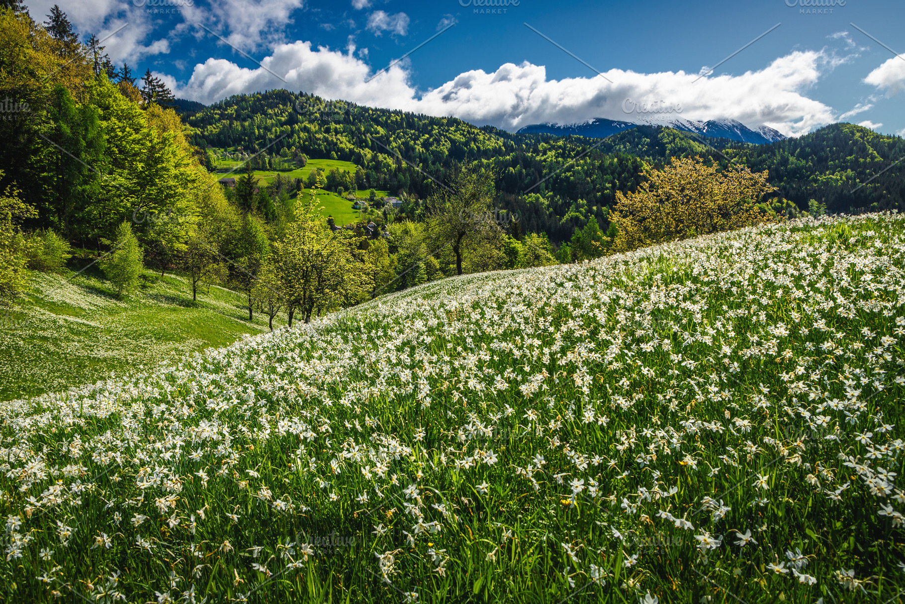 Abundance white daffodil flowers, a Nature Photo by Alpine Dreams
