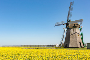 A windmill in a field of daffodils.