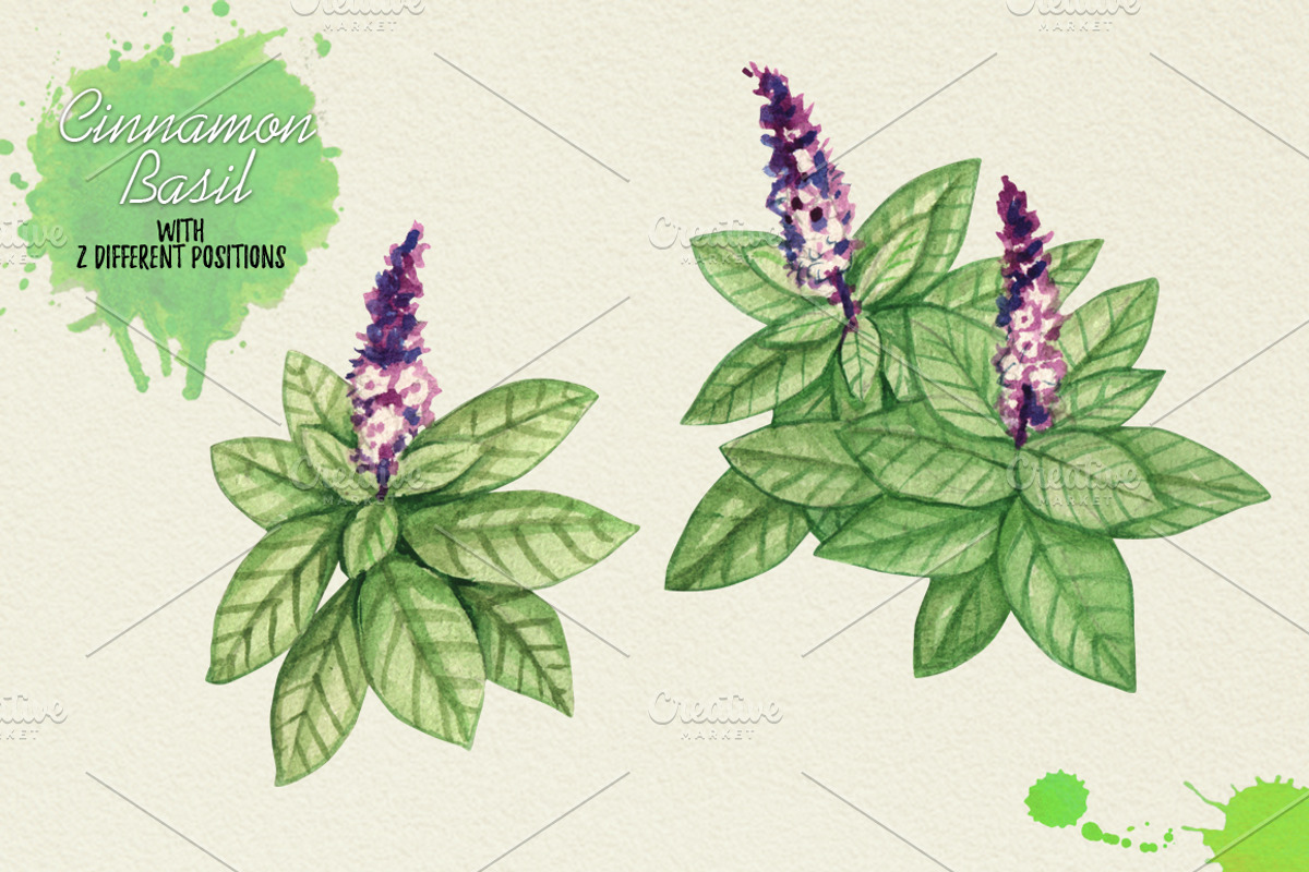 North American Herbs, a Food Illustration by Graphobia (Photo 12 of 21)