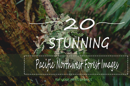 20 Pacific Northwest Forest Images