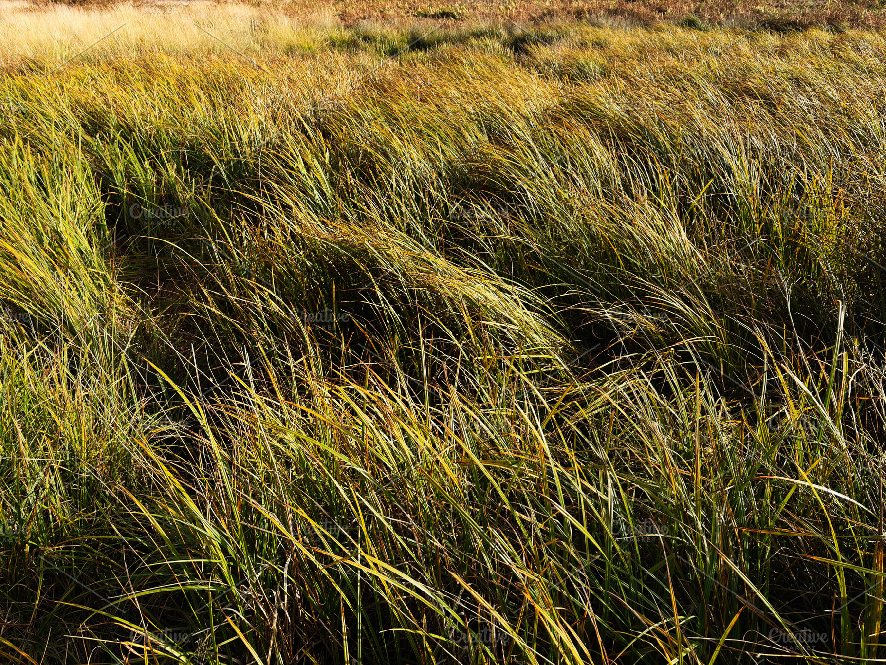 Swaying grasses in a sunlit field near London, UK, a natural outdoor landscape, a Nature Photo by AS photostudio