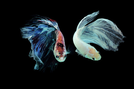 betta fish, betta fish on black back, an Animal Photo by roni kurniawan