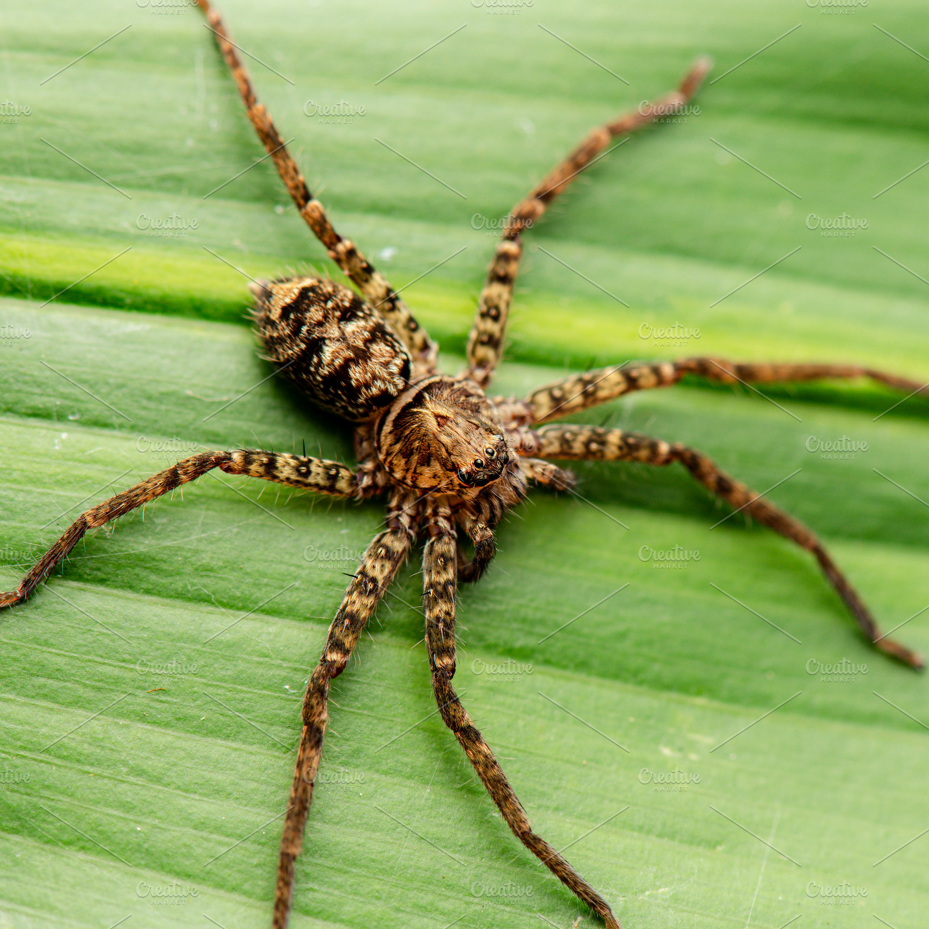 Australian Jungle Huntsman spider, an Animal Photo by Rob D Animal Photography