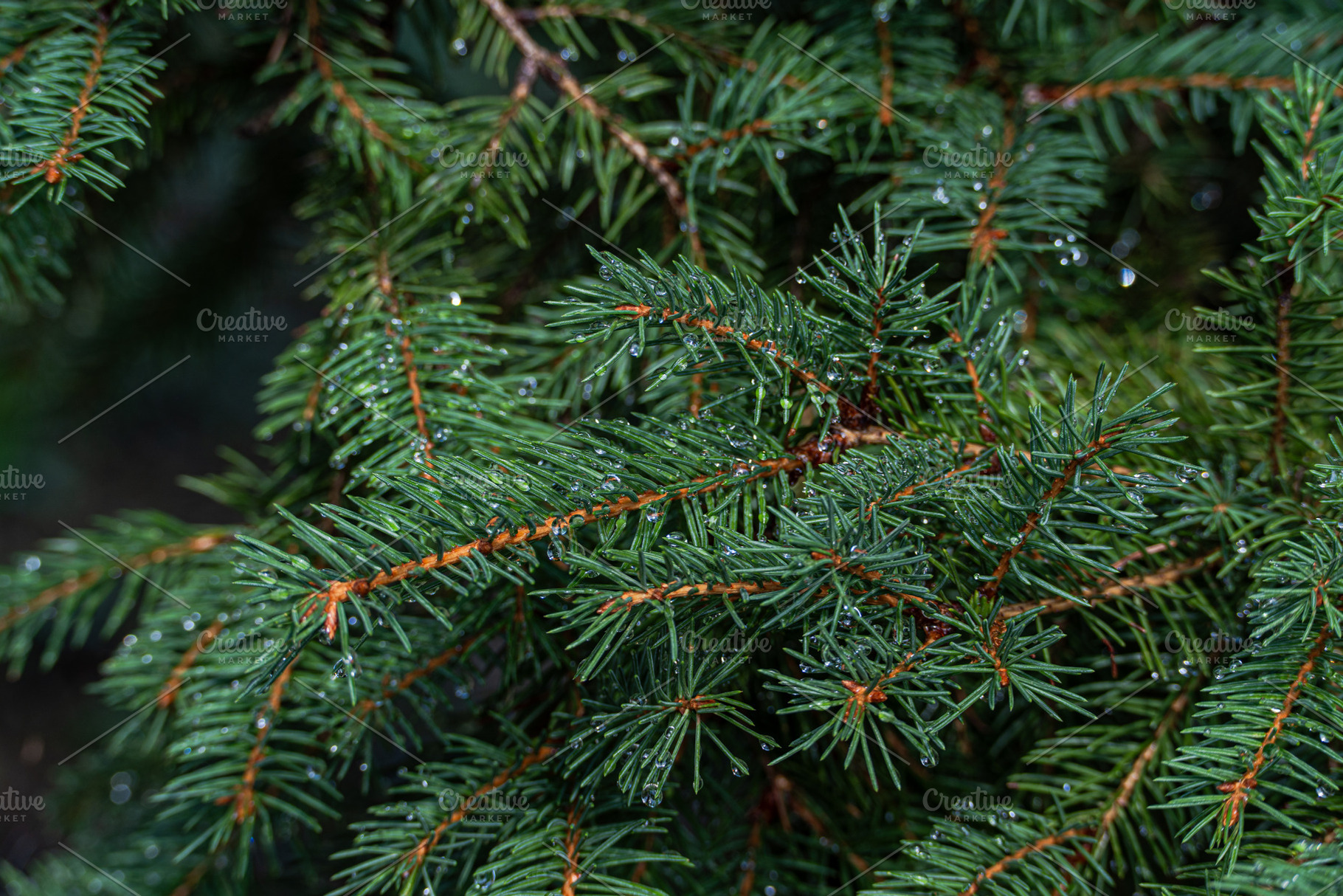 Pine tree with waret drops after the rainin the summer, a Nature Photo by Anna Bogush