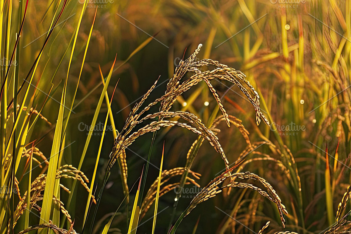 Golden Rice Field at Sunset, a Photo by LOGOCREATIVE (Photo 10 of 29)