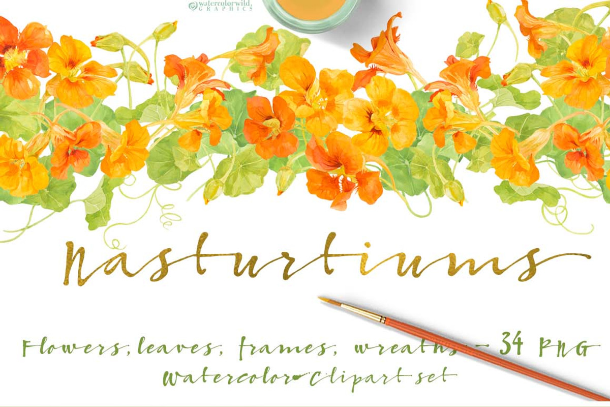 NASTURTIUM flowers-WatercolorClipart, an Illustration by watercolorwild.graphics (Photo 1 of 7)