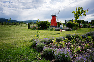 Woman with kid walking near a red windmill in a vibrant lavender garden, a Photo by AS photostudio