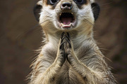 236 surprised animals, an Animal Photo by Handmadefont (Thumbnail 192 of 241)