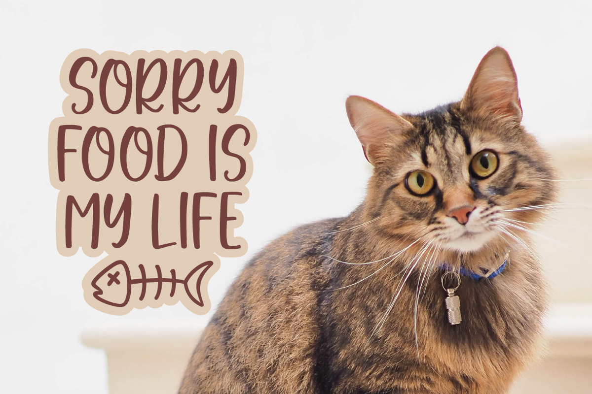Salmonpie | A Cute Handwritten Font, a Script Font by Ef Studio (Photo 4 of 11)
