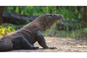 Komodo dragon resting in the, an Animal Photo by Goinyk