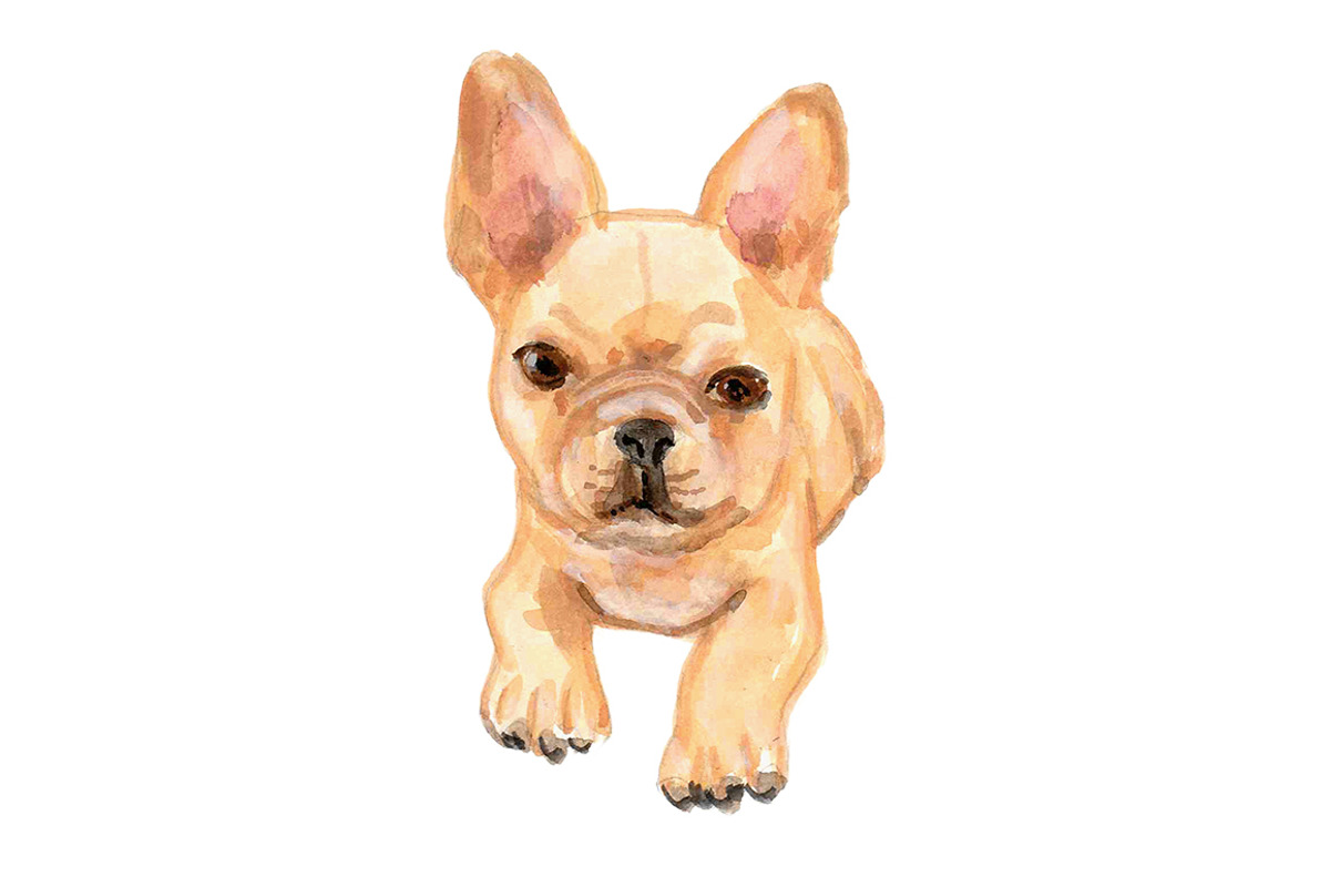 French Bulldogs, an Animal Illustration by Carol Cooper Studios (Photo 8 of 8)