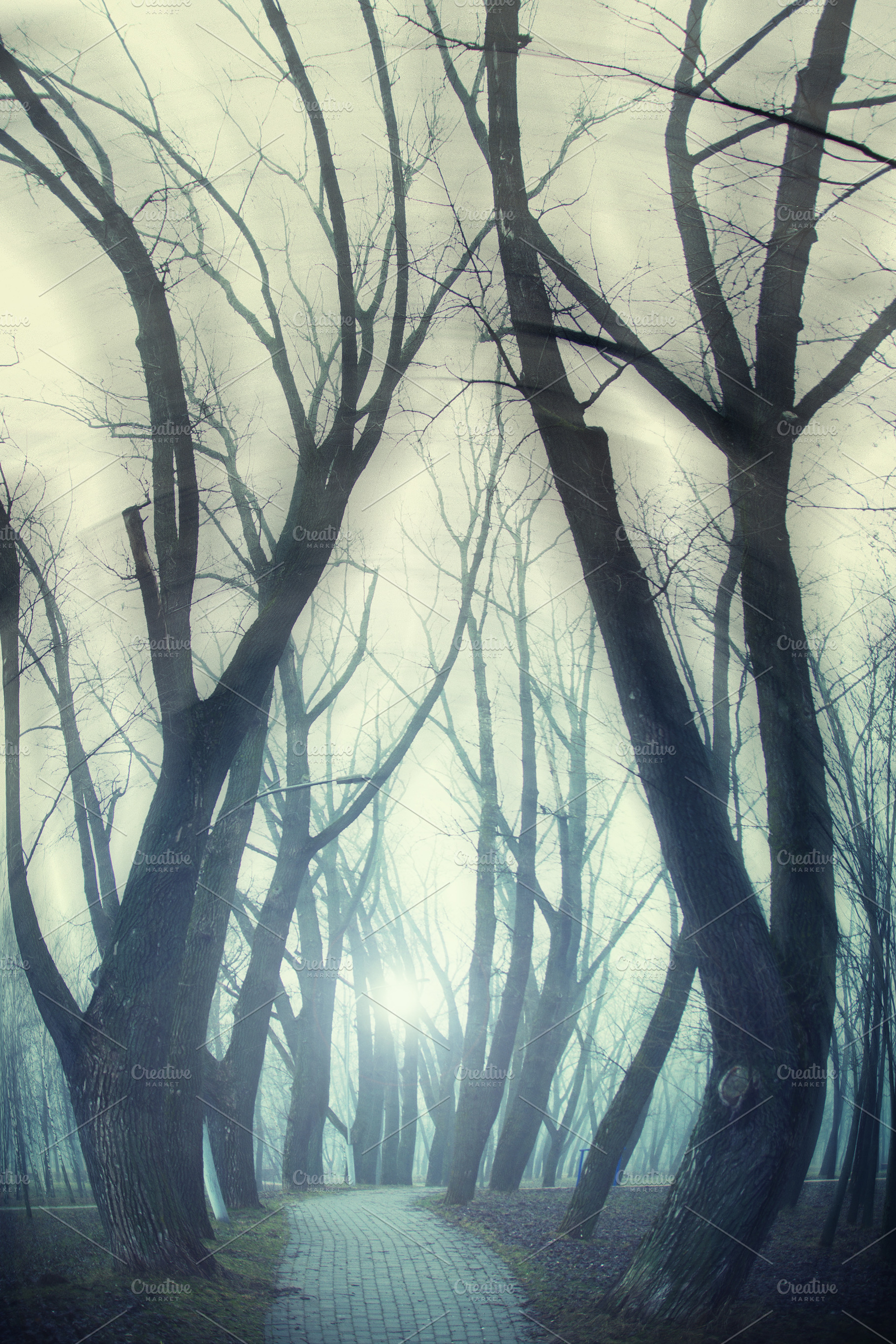 forest in winter morning, a Photo by Pictures for you!!!!!!!!!